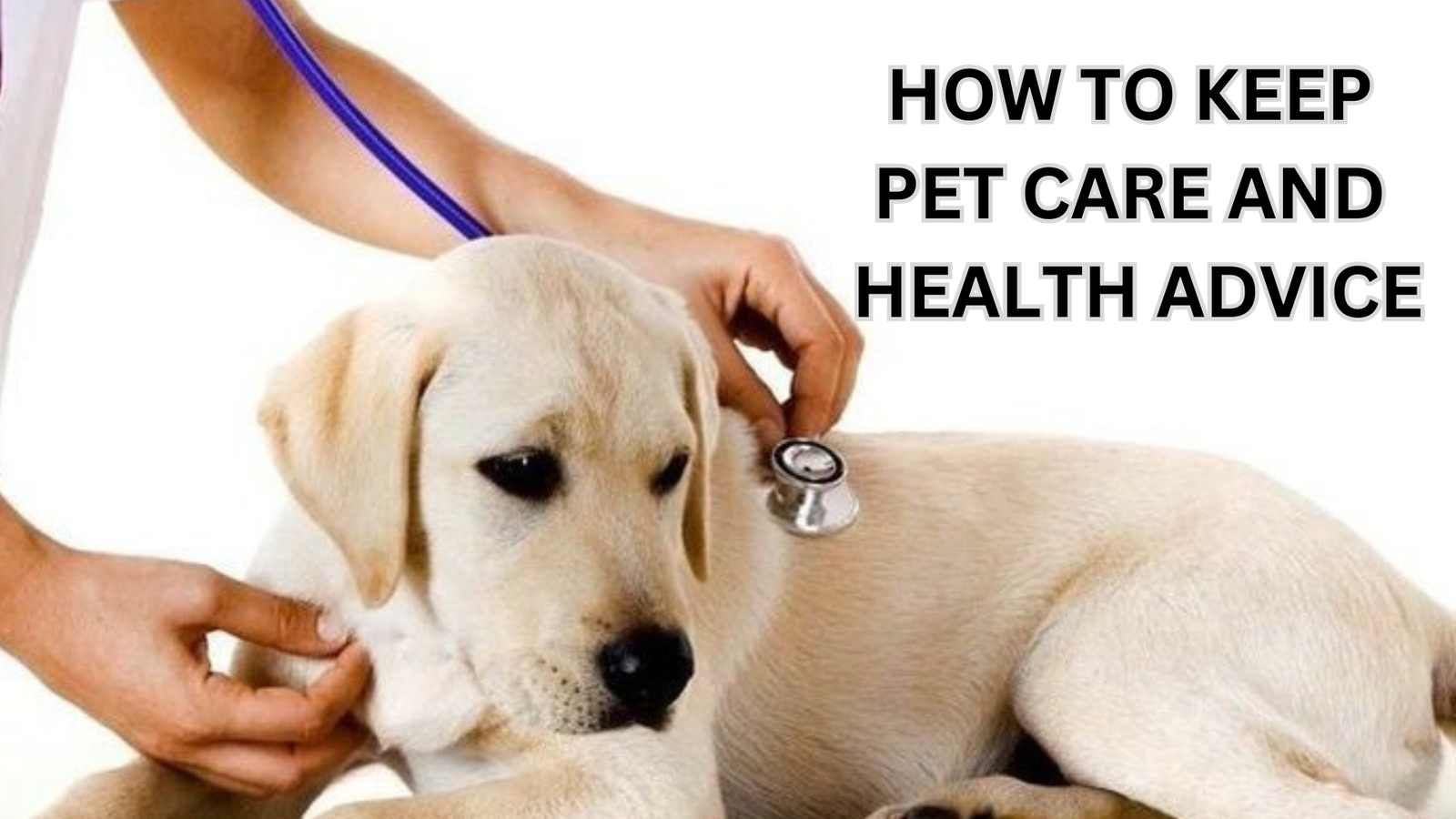 HOW TO KEEP PET CARE AND HEALTH ADVICE:
