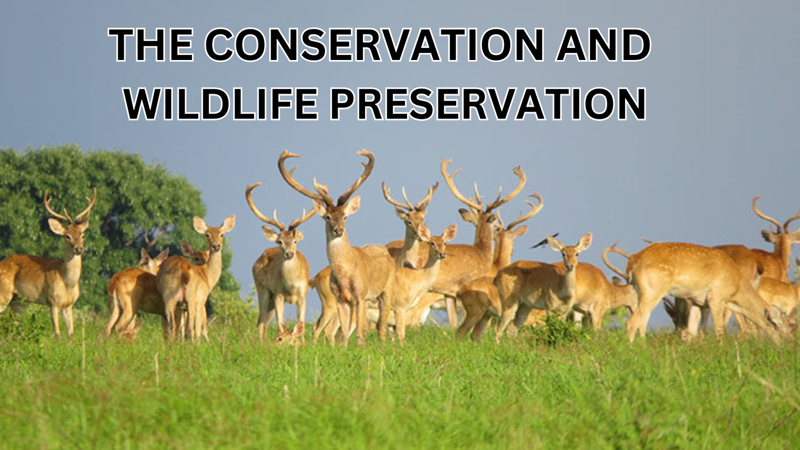 The Conservation And Wildlife Preservation: